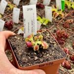 Venus Fly Trap 'umgekrempelt.' Special Import. - 2 Year Old Plant. 7.5CM Plastic Container.