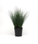 Juncus Blue Dart Seed - 100 Multipelleted Seed