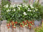 Strawberry Summer Breeze Snow Seedlings - 3 Plug Plants