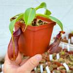 Tropical Pitcher Nepenthes ' Singalana X Ventricosa X Robcantleyi ' BE-3965