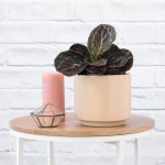 Calathea Dottie - In Blush Pink Migo Planter