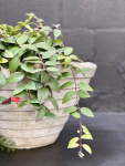 Louvre Garden Pot