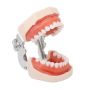 Dental Teaching Teeth Model 28 Adult Soft Gum Typodont For Kid Practice