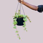 Peperomia - Tetraphylla Hope - Large - 20CM Hanging Basket