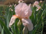 Bearded Iris Flamingo Lace