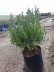 Syzygium Pondoense 10LT