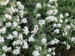 Eriocephalus Africanus Wild Rosemary 17CM