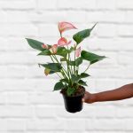 Anthurium - Pink - White And Pink In 14CM Nursery Pot