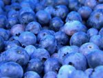 Blueberry Concentrate - 10ML