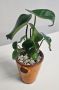 Indoor Money Plants In Glazed Pots Various Species Available