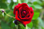 Red Midinette Rose 5LT