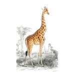 Giraffe Art Print