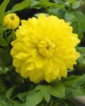 Dahlia Decorative – “yellow” Bulbs