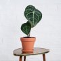 Anthurium Clarinervium - In 15CM Terracotta Planter