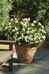 Begonia Baby Wing White Seed - 100 Pelleted Seed