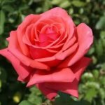 Duftwolke Rose 5LT
