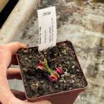 Venus Fly Trap 'umgekrempelt.' Special Import. - Dormant Plant. 7.5CM Plastic Container.