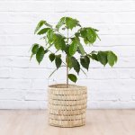 Coffee Tree - In Fundo Palm Leaf Basket