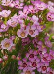 Geraldton Wax ‘local Hero’ 15CM Pot