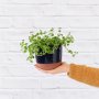Dainty Crassula - In Black Pluto Planter