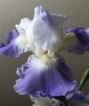 Bearded Iris Clarence