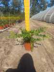 Carissa Macrocarpa Grandiflora 22CM Pot