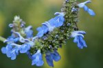 Salvia ‘beautiful Blue’ 15CM Pot