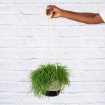 Mistletoe Cactus - With Hanging Liquorice Cotton Planter
