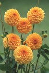 Dahlia Pompon – “amusing” Bulbs