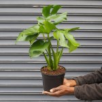 Delicious Monster - 16.5CM Nursery Pot