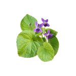 Violet Leaf ABSOLUTE OIL - 50 Ml