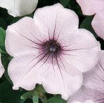 Petunia Tidal Wave Silver Seed - 10 Pelleted Seed