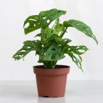 Swiss Cheese Plant - 14CM Nursery Pot