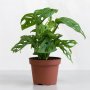 Swiss Cheese Plant - 14CM Nursery Pot