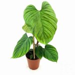 Philodendron Nangaritense Seedlings - 3 Plug Plants