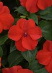 Impatiens Beacon Bright Red Seed - 25 Coated Seed