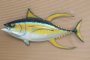 Yellowfin Tuna Medium Yft-m 90 Cm