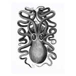 Octopus 1 Art Print