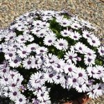 Osteo Ostica Amethyst 14CM Pot