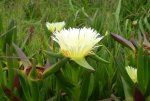Carpobrotus Edulis 4LT