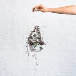 String Of Hearts - In 20CM Hanging Basket Short Plant