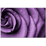 Violet Rose Art Photography Wall Canvas 1220 X 813
