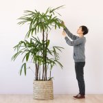 Broadleaf Lady Palm - Extra Large - In Fundo Palm Leaf Basket