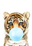 Bubble Gum Tiger Blue - Canvas Print - 600MM X 600MM