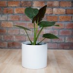 Elephants Ear - Rubra - In 23CM Ripple Pot