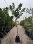 Harpephyllum Caffrum 65LT
