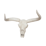 Wild West Horns Resin Ornamental Skull White