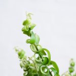 Lipstick Vine - Scooby Doo - 12CM Nursery Pot