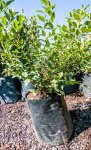 Click & Plant Online Nursery