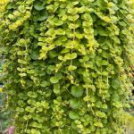 Lysimachia Creeping Jenny 15 Cm Pot